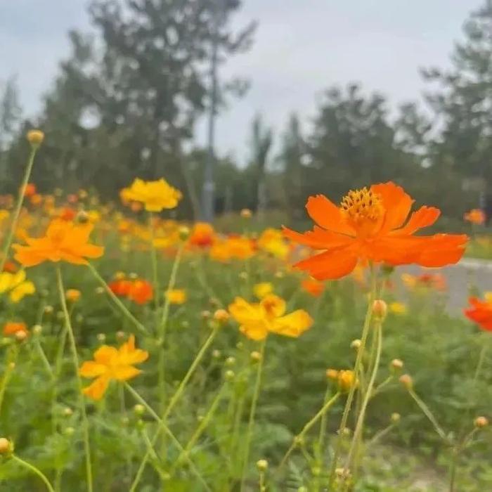 竹露黄菊伴风来，实拍顺义各大公园初秋好景色！