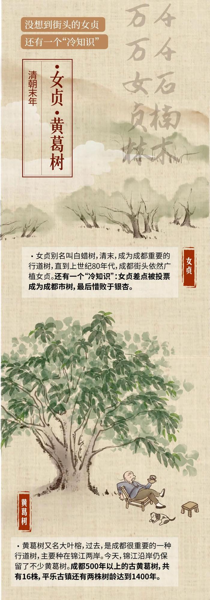 公园城市物候记 | 穿越千年，成都最多的行道树是哪一种？