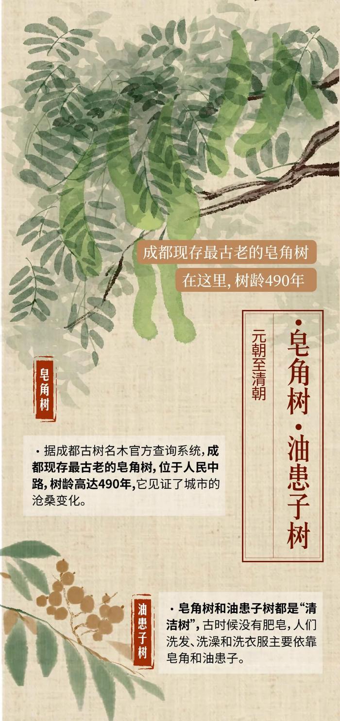 公园城市物候记 | 穿越千年，成都最多的行道树是哪一种？