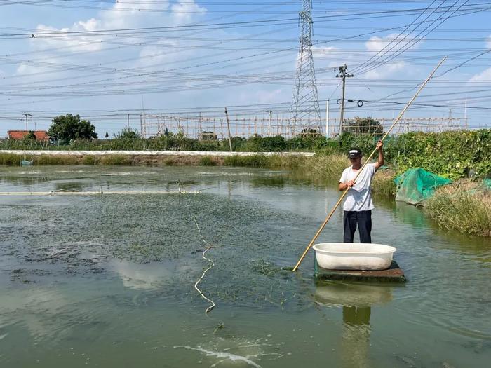 阳澄湖大闸蟹因高温推迟上市，有商家20天销量不如去年1天