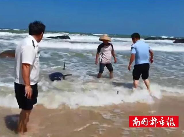 一头幼鲸在海南文昌海滩搁浅，警民合力救援