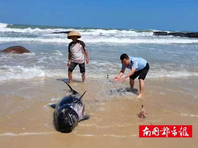 一头幼鲸在海南文昌海滩搁浅，警民合力救援