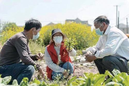 浙江嘉兴市新丰镇特色种植促共富