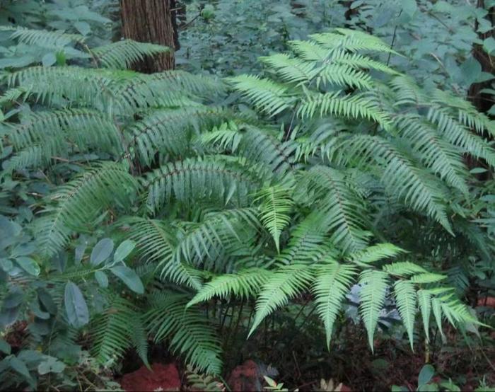 “沪漂”金毛狗蕨回家，我们该怎样对待野生植物