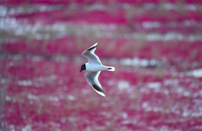 新华全媒+丨生态好不好，看鸟就知道——辽河口湿地保护见闻