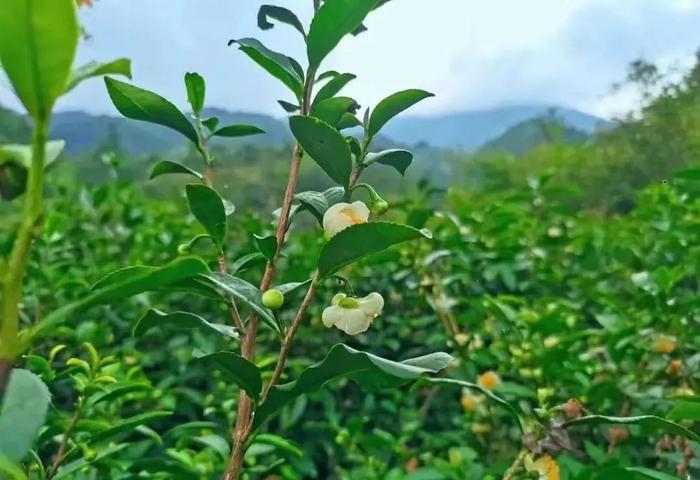 陇南市康县：冬日“丰”景别样好