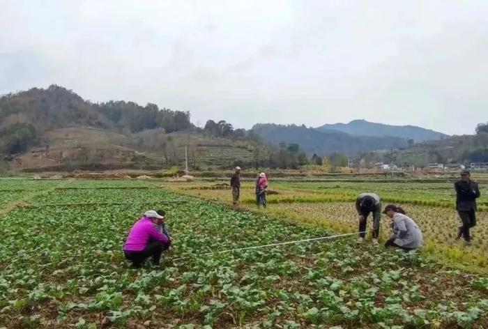 陇南市康县：冬日“丰”景别样好