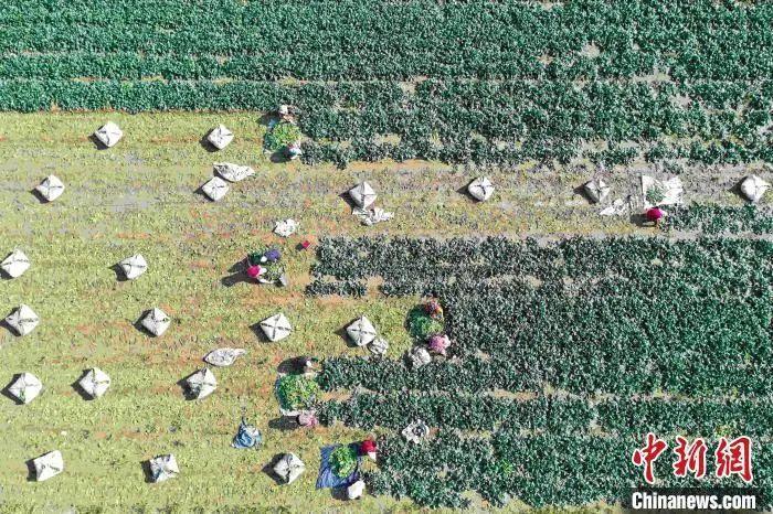 航拍农民采收菠菜。李海涛 摄