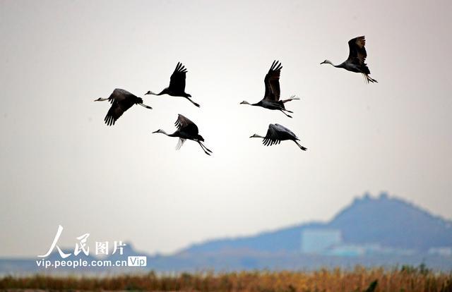 浙江玉环：濒危珍稀物种白头鹤在漩门湾国家湿地过冬