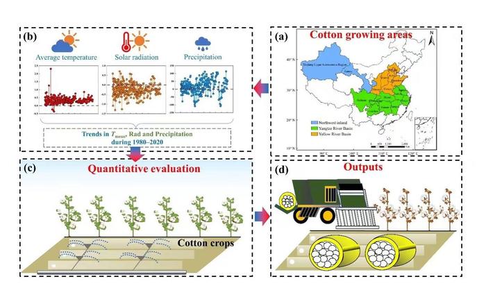 最新研究揭示气候变化如何影响我国三大棉区产量