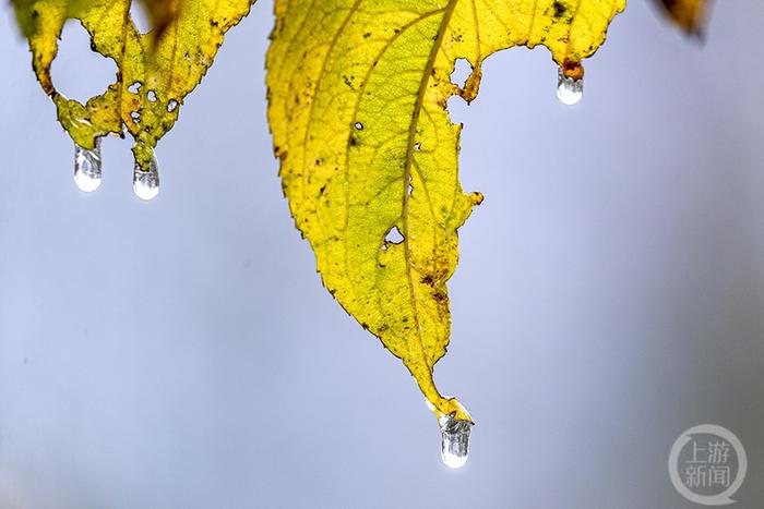 雪落霜叶格外美