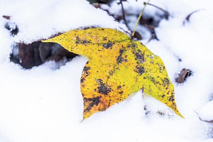 雪落霜叶格外美