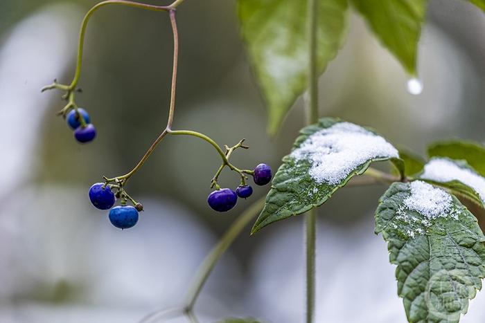 雪落霜叶格外美