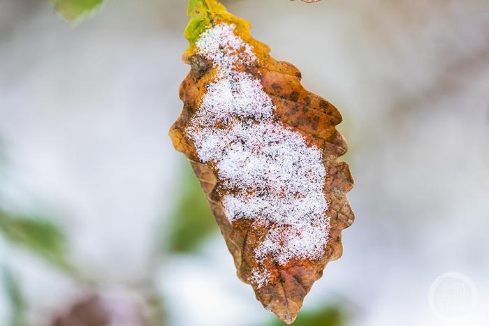 雪落霜叶格外美