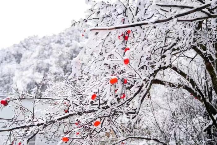 赏雪玩雪，重庆各大景点景区陆续恢复开放