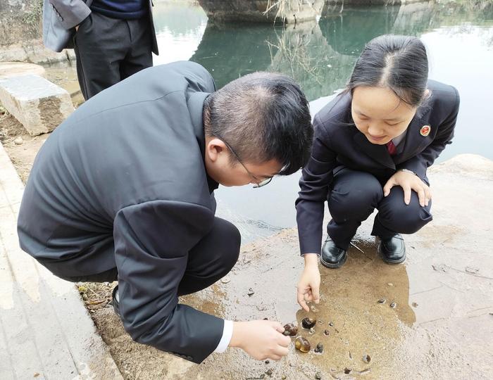 图片新闻|湖南双峰:防治福寿螺 "回头看"进展