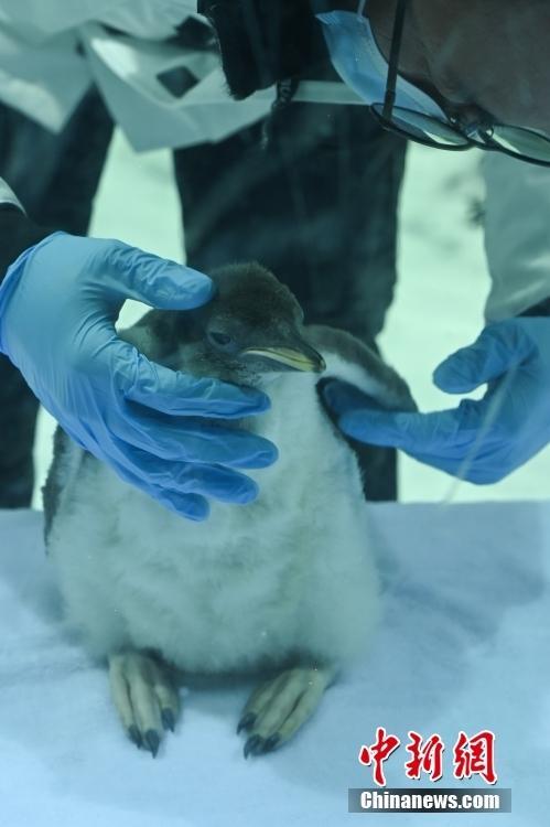 广州首次成功繁育的南极企鹅迎来满月