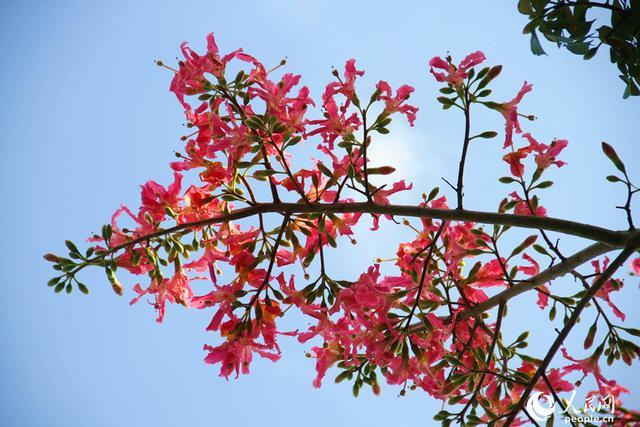 厦门白鹭洲公园“美人树”花朵如期盛开