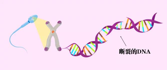 DNA链发生断裂的精子,是更大的问题之一
