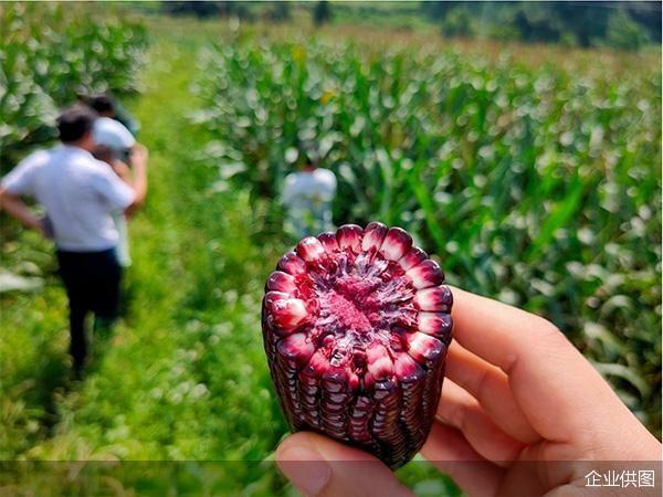 “黑多县”的黑玉米“红”了 飞猪：囤乡村旅游商品多送一件当地特产