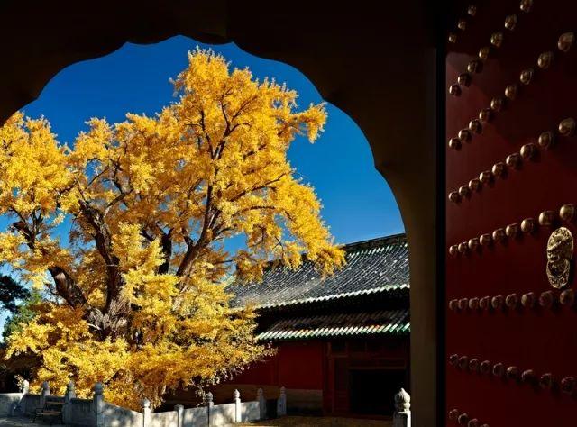 京城古迹丨千年大觉，碑石悠悠