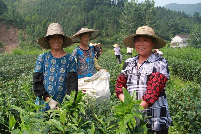 理想华莱  打造中国茶产业的世界品牌