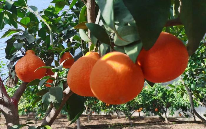 橘生淮北仍为橘 “红美人”柑橘在山东临沂试种成功