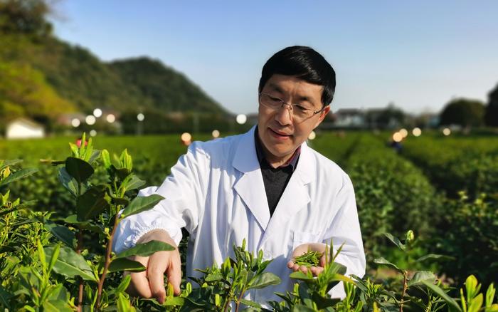 中国农科院茶叶研究所鲁成银：申遗成功有利于茶产业可持续发展
