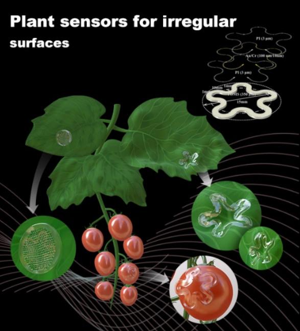 中国农大团队设计柔性可变形温度传感器，可识别植物0.1℃的温度变化