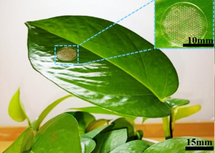 中国农大团队设计柔性可变形温度传感器，可识别植物0.1℃的温度变化