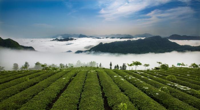 桑植白茶，让我自豪喊话故乡的至宝