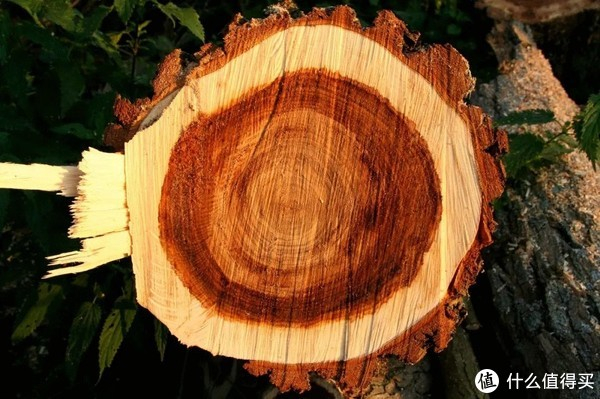 说声音、文字、视频......我们各种各样的记忆的证据去组成我们的年轮”。