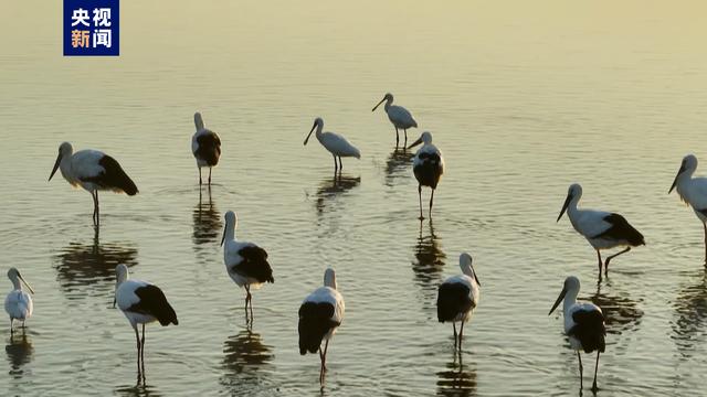 江苏兴化：“鸟界国宝”成群飞临里下河国家湿地公园