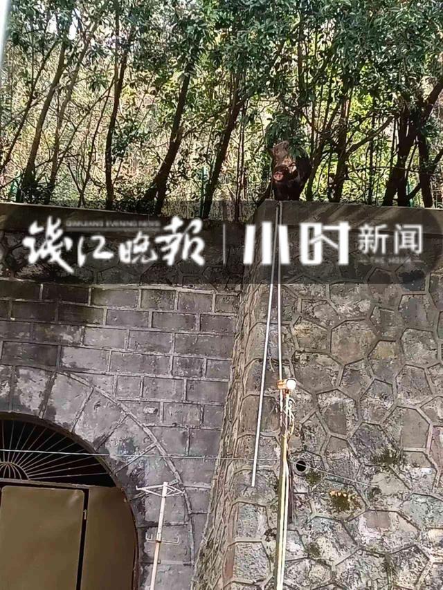 杭州宝石山上野猪“晒太阳”！附近住户全赶去拍照，体型像小牛，还不怕人