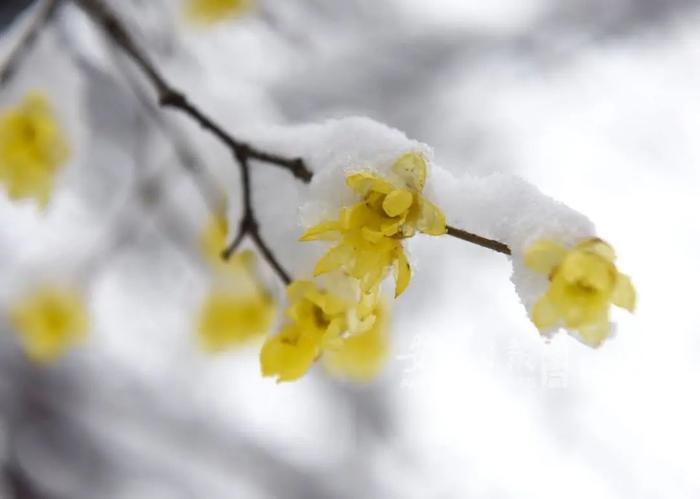 强冷空气将至！会有-15℃极端低温吗？权威消息来了