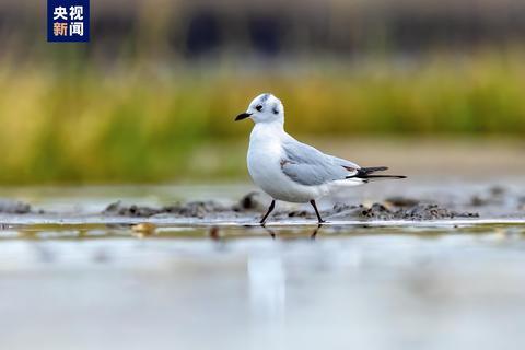 “鸟界国宝”集中亮相 福建泉州多种越冬珍稀鸟类数量创新高