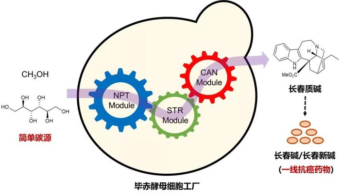 抗癌药原料长春质碱可人工合成