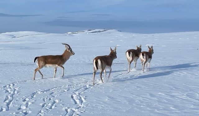 国家二级保护动物鹅喉羚在大漠戈壁“雪中奔跑”