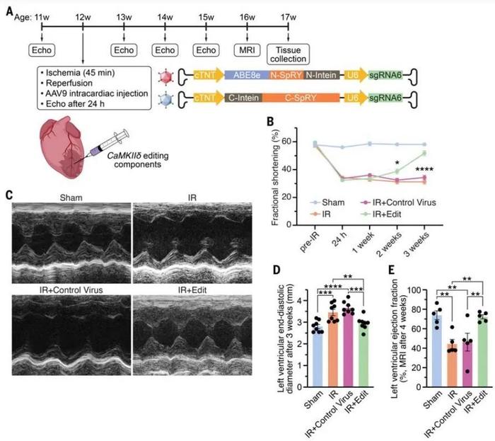 前沿 |《科学》：基因编辑有望治疗常见心脏病，永久修复心脏损伤