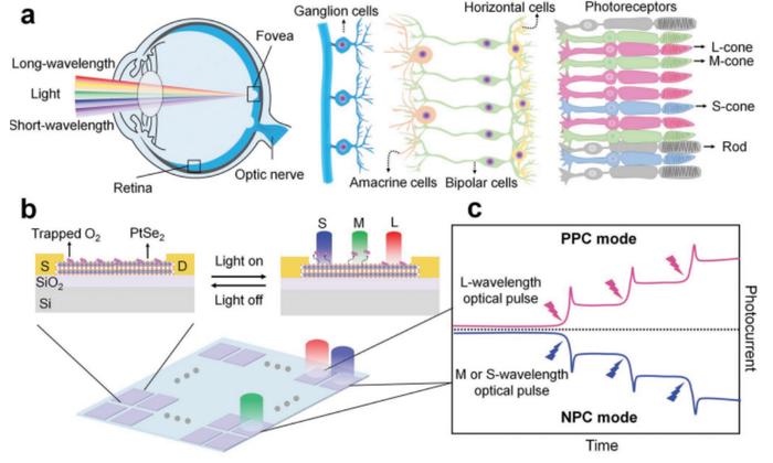 国防科大团队研发仿生型视网膜形态器件，可用于分辨不同波长的光信息，可兼容传统半导体工艺