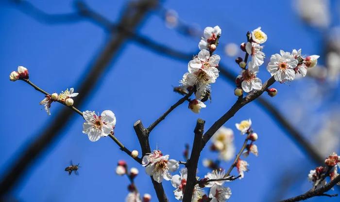 过年天天看大戏！6种红包别抢！中纪委发声！1月23日邯郸新闻早报