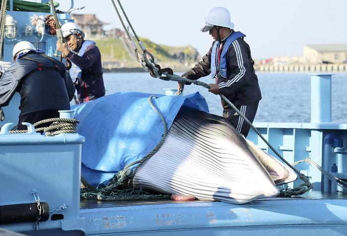 【图集】日本公司推出鲸鱼肉自动售货机：镜头下，饱受争议的商业捕鲸