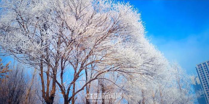 哈市发布霾黄色预警丨货车限行措施启动，冰城近日天气静稳有雾霾