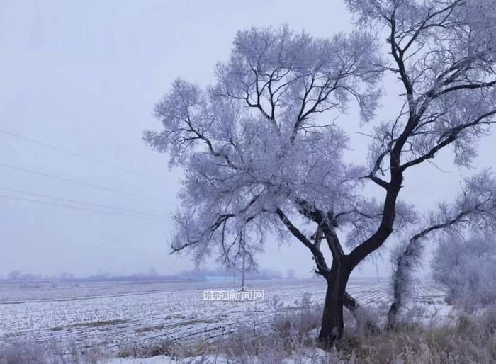 哈市发布霾黄色预警丨货车限行措施启动，冰城近日天气静稳有雾霾