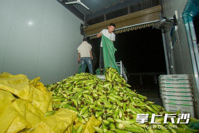 云南省西双版纳熊杰：小玉米做成大产业，傣族村寨借力电商走上致富路