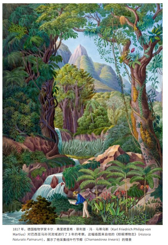 《植物猎人的世界收藏:英国皇家植物园珍藏画作背后的发现之旅》内页插图。