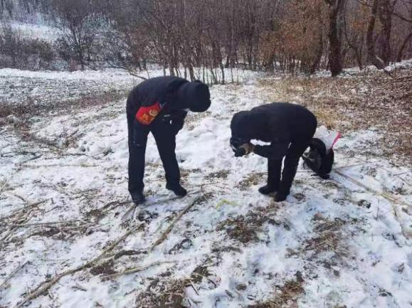 树林现400斤黄牛残骸，野生东北虎有“重大嫌疑”