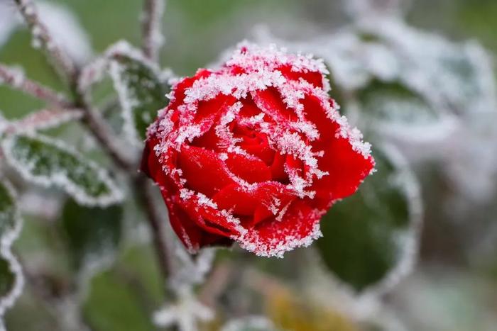 天气 | 昨天的雪下哪了？本周还有雪！气温要“打对折”！