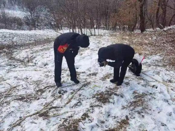 黑龙江大海林林区现黄牛残骸，民警发现疑似野生东北虎踪迹