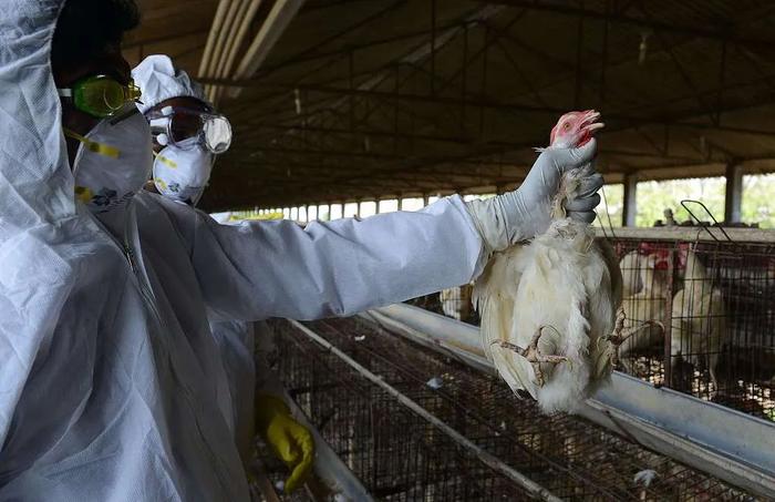 高致病禽流感首次在哺乳动物中传播，人际传播还远吗？